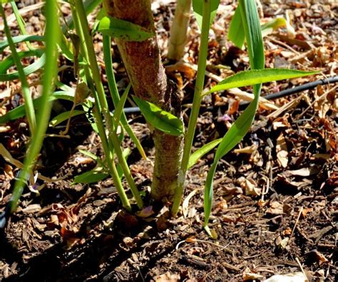 Fruit Tree Suckers - How to Identify and Get Rid of Them - Ramblings from a Desert Garden