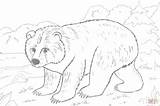Free Printable Brown Bear Coloring Pages sketch template