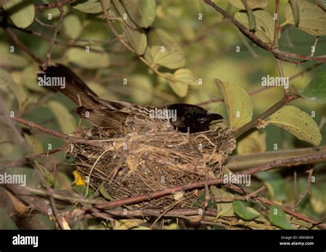 Bulbul nest hi-res stock photography and images - Alamy