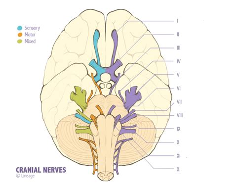 cranial nerve label Diagram | Quizlet