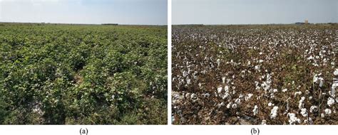 a Cotton after 3 days of defoliant spraying. b Cotton after 10 days of... | Download Scientific ...