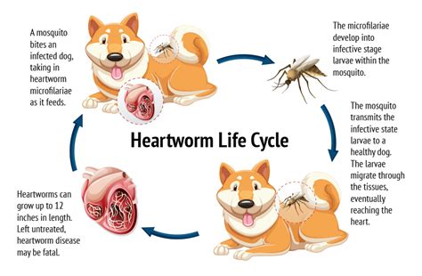 What Happens If My Dog Has Heart Worm