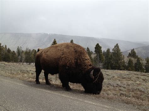 Yellowstone National Park (West Entrance) in West Yellowstone, WY West Yellowstone, Yellowstone ...