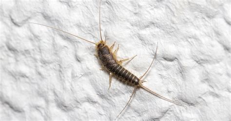 Common Mistakes We Make That Attract Silverfish | Moyer