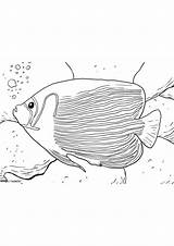 Angle Fish Coloring Pages Printable 2025 sketch template