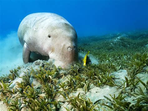 What Is Seaweed?