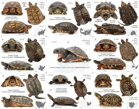 17 Best images about Turtle on Pinterest | Box turtles, Endangered ...