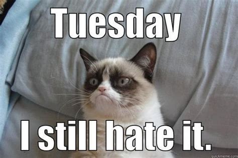 Grumpy Cat Tuesday Meme