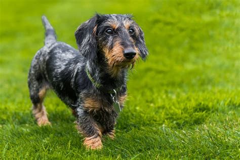 Wire-haired Dachshund: Your Complete Guide to the Breed