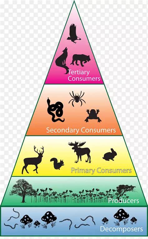 生物多样性消费生态系统生态金字塔-食物下巴PNG图片素材下载_图片编号2213872-PNG素材网