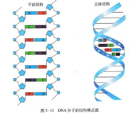 【教材精读】DNA分子的结构 - 知乎