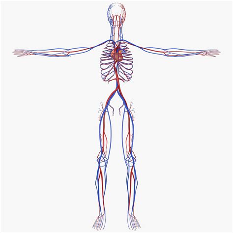 Human circulatory - 3D - TurboSquid 1217094