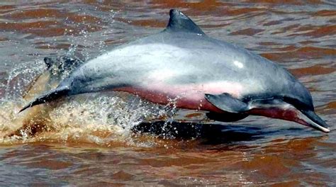 Tucuxi Dolphin – "OCEAN TREASURES" Memorial Library