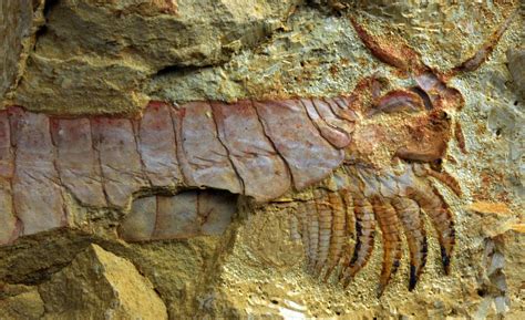 500-million-year-old Sea Creature With Limbs Under Its Head Unearthed