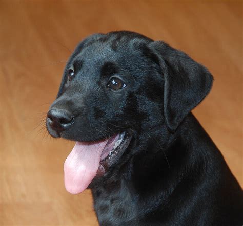 Top 150 Female Black Lab Names | PetPress