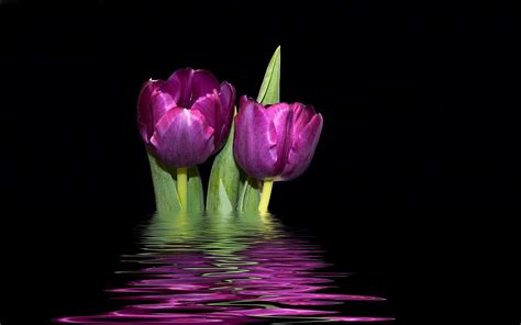 Purple yellow tulips #6981766