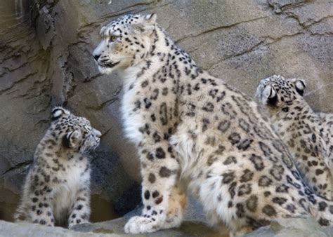 Mother Snow Leopard with Cubs I | Mother and two of the new … | Flickr