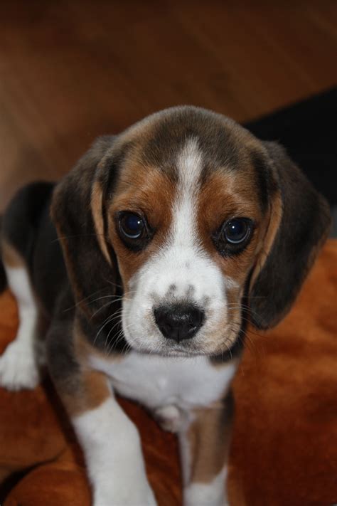 Pictures Of Beagles Puppies ~ 2 Week Old Tan And White Beagle Puppy Howling | nawpic