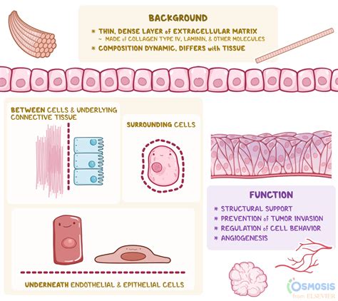 Basement Membrane: What Is It, How It’s Formed, and More | Osmosis