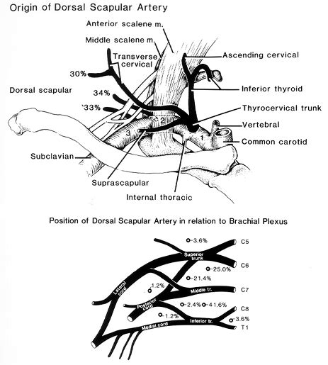 Circumflex Scapular Artery