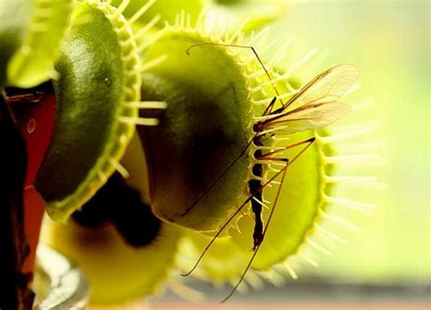 New plant discovered in the Philippines is a giant rat-eating plant ...