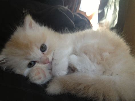 Baby doll Persian kitten. 7 weeks old. Beautiful. Silly Cats, Cute Cats And Dogs, Kittens Cutest ...