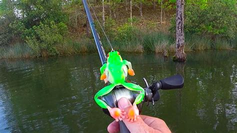 Fishing New Frogs! (Crazy Topwater Action) - YouTube