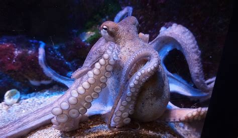 Video: New Theory Suggests Octopus DNA Comes From Space | OutdoorHub