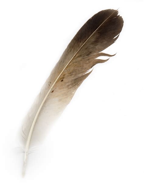 Bird Feather Free Stock Photo - Public Domain Pictures