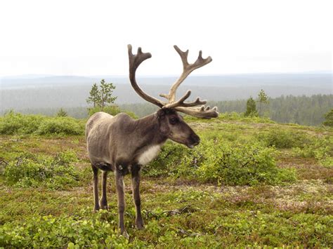 File:Reindeer in finnish fell-2.JPG - Wikimedia Commons