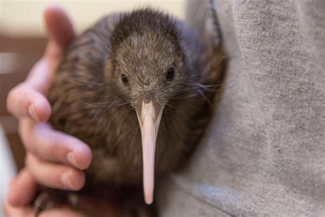 r/kiwi_bird: Pictures, news, etc. about the kiwi bird