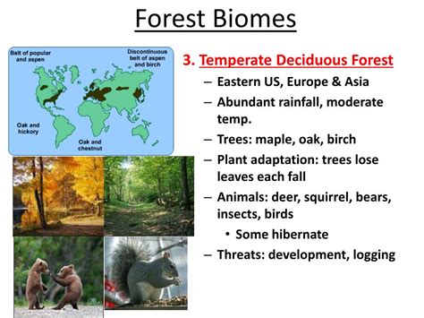 PPT - Assignment: Forest Biomes Bubble Map PowerPoint Presentation ...