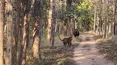 Tiger chases Indian gaur, netizens stunned by the viral video. Watch - Thelocalreport.in