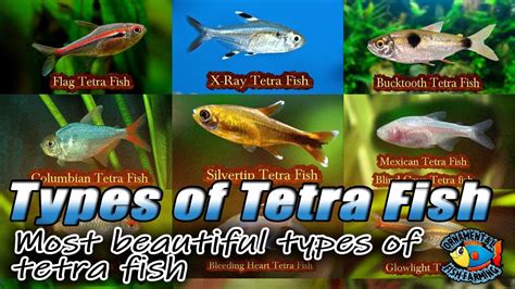 Most beautiful types of tetra fish - best tetras - best aquarium fish - ... Best Aquarium Fish ...