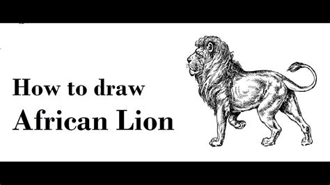 African Lion Drawings