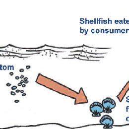 (PDF) Amnesic Shellfish Poisoning: Emergency Medical Management