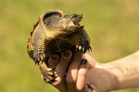 What Do Baby Snapping Turtles Eat? | Pet Care Advisors