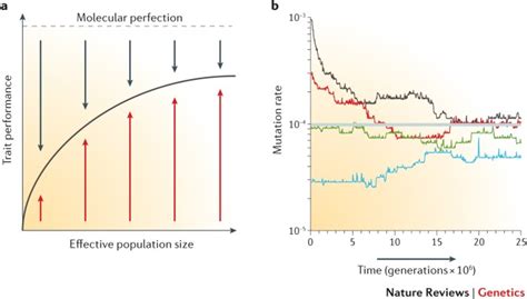 Genetic drift, selection and the evolution of the mutation rate ...