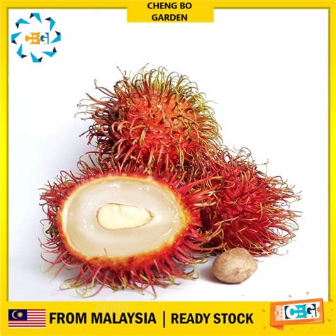 Anak Pokok Rambutan Jarum Mas Pokok Stabil Import Dari Thailand ...