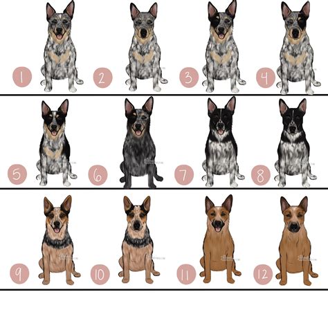 Choose Your AUSTRALIAN CATTLE DOG/BLUE HEELER Art Print – KT's Canvases