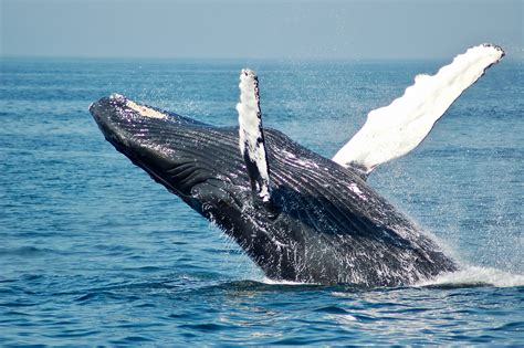 Kona Whale Watching Tours | Whale Watching On The Big Island of Hawaii