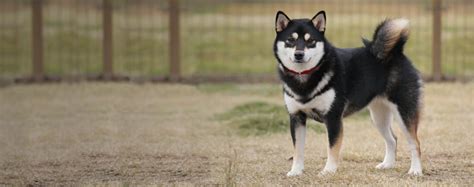 Cute Shiba Inu Mixed With Husky - l2sanpiero