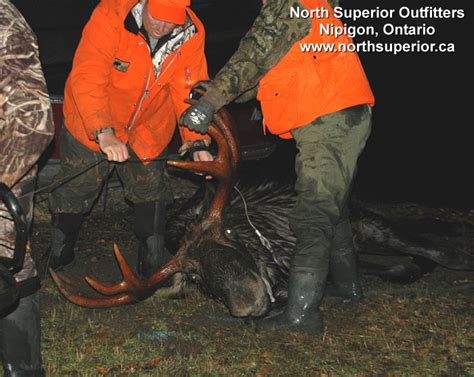 Ontario Moose Hunting Photos