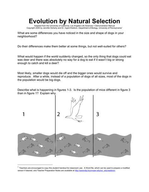 Evolution By Natural Selection Worksheet Answers — db-excel.com