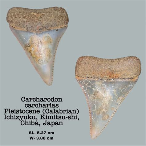 Misc. Cenozoic Specimens - The Fossil Forum