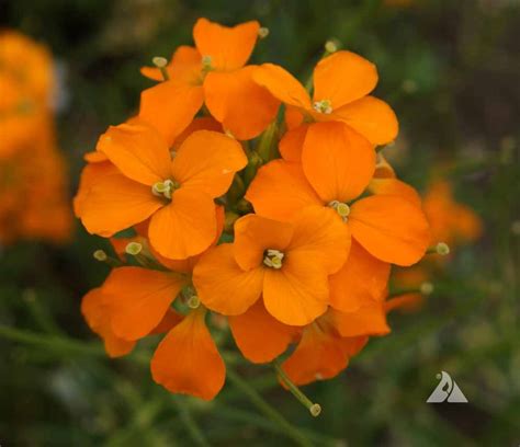 Siberian Wallflower (Cheiranthus allionii) | Applewood Seed Company