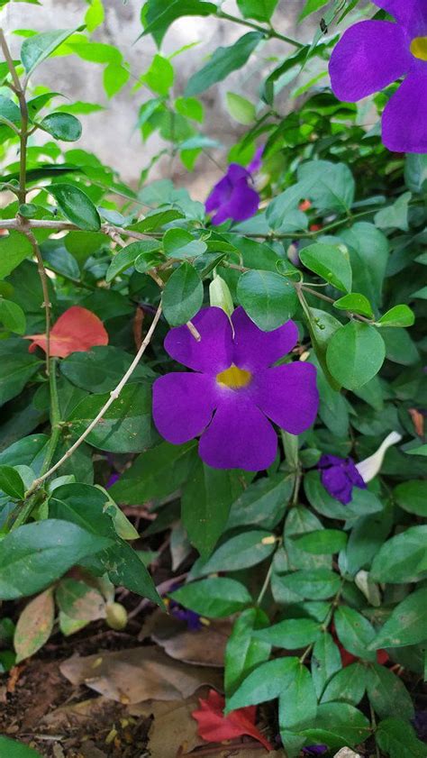 How to Grow Thunbergia Erecta | Growing Bush Clockvine