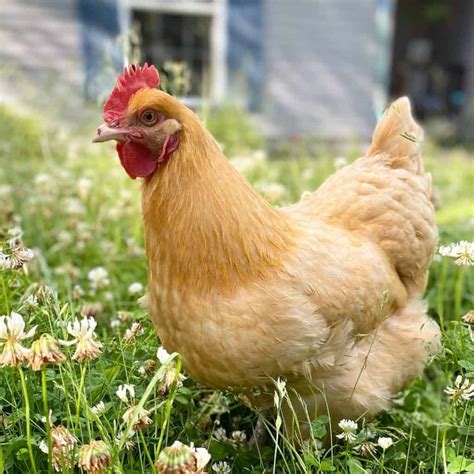 Top 8 Friendliest Chicken Breeds (Best Pet Chickens With Pictures)