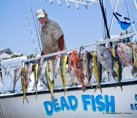 Grayton Beach Fishing Dead Fish - 30A