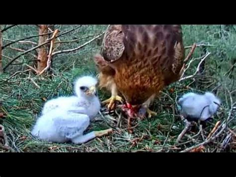 Amazing eagle feeding - YouTube